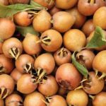 Vocne sadnice musmule - Rojal