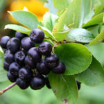 Sadnice aronije - Melanocarpa