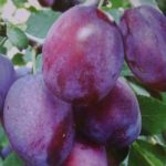 Vocne sadnice sljive - Čačanska rana