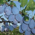 Voćne sadnice šljive - Stenlej