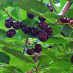 Sadnice visnje - Španska Marela