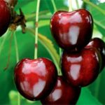 Vocne sadnice tresnje - Kordija