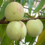 Sadnice breskve - Vinogradarska breskva