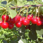 Vocne sadnice visnje - Čacanski rubin