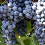 Lozni kalemovi - Muskat Hamburg