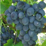 lozni kalemovi stone sorte Karmen