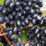 Lozni kalemovi - Moldava