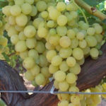 Stona sorta kalema - Kraljica vinograda