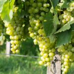 Lozni kalemi stone sorte - Lasta