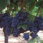 Lozni kalemovi stone sorte - Ribijer