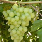 sadnice vinova loza - Medijana