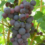 Lozni kalemi stone sorte - Kardinal