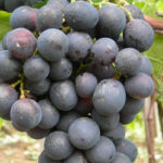 Stone sorte - Mišel