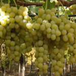 Vinova loza - Muskat Italija