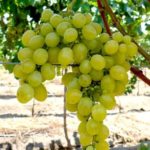 Lozni kalemi - Afus Ali