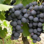 Stone sorte kalema -Straženski