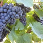 Povoljne cene vinove loze - Frankovka