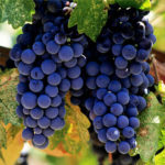 Vinova loza - Vranac