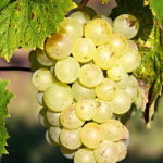 Lozni kalemi - Italijanski rizling