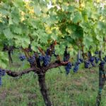 Lozni kalemovi vinske sorte - Prokupac