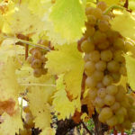 lozni kalemi vinove loze - Tamjanika