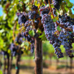 Kalemi vinove loze - Merlot