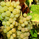 Lozni kalemovi vinove loze - Smederevka