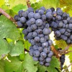 Lozni kalemi - Crni burgundac