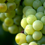 Kalemi vinskih sorti - Šardone