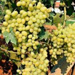 Vinova loza - Viktorija