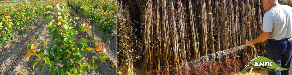 Vocne sadnice prodaja