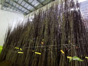 trapljenje vocnih sadnica