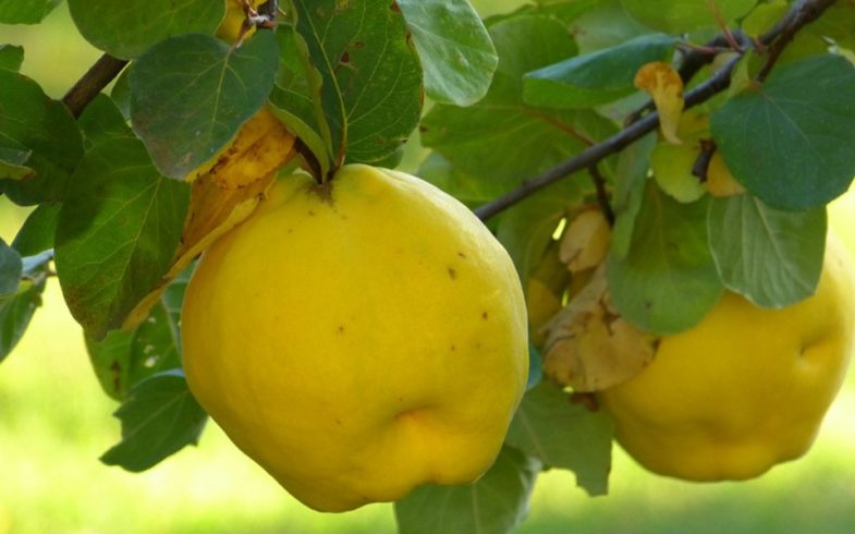 Nove sadnice dunje u rasadniku